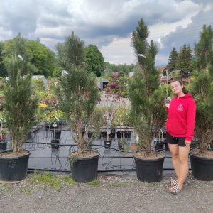 Borovica čierna (Pinus nigra) ´GREEN TOWER´ výška 200-250 cm, kont. C70L